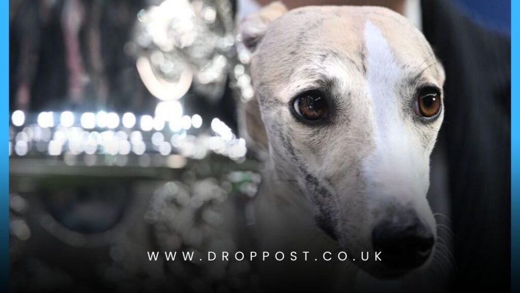 Crufts Best in Show 2025